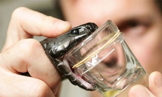 Змеиный яд в составе бальзама Змеиный яд в составе бальзама