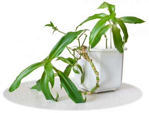 Золотой ус Золотой ус